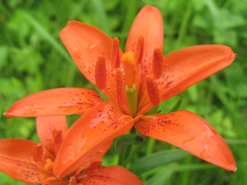 Star lily