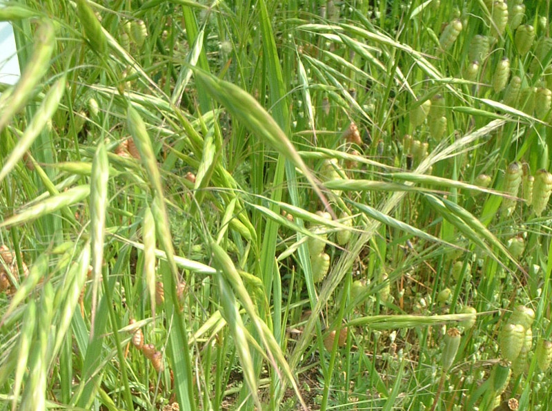 Bromus japonicus