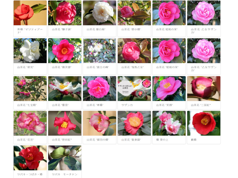 Camellia Hiemalis List