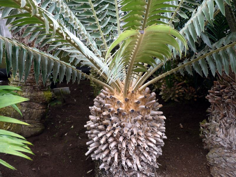 Encephalartos transvenosus