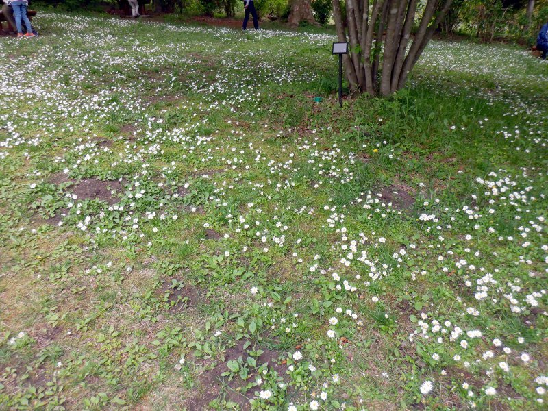 Erigeron karvinskianus