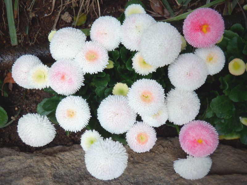 Bellis perennis