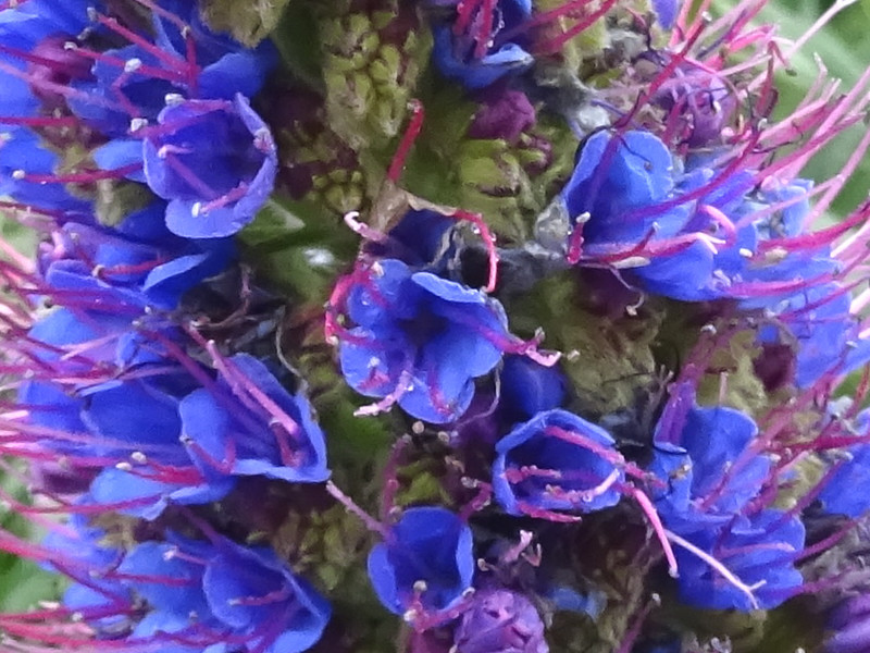 エキウム カンディカンス Echium Candicans かぎけん花図鑑