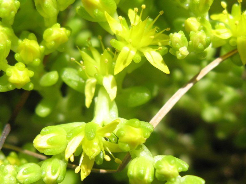 Sedum oryzifolium