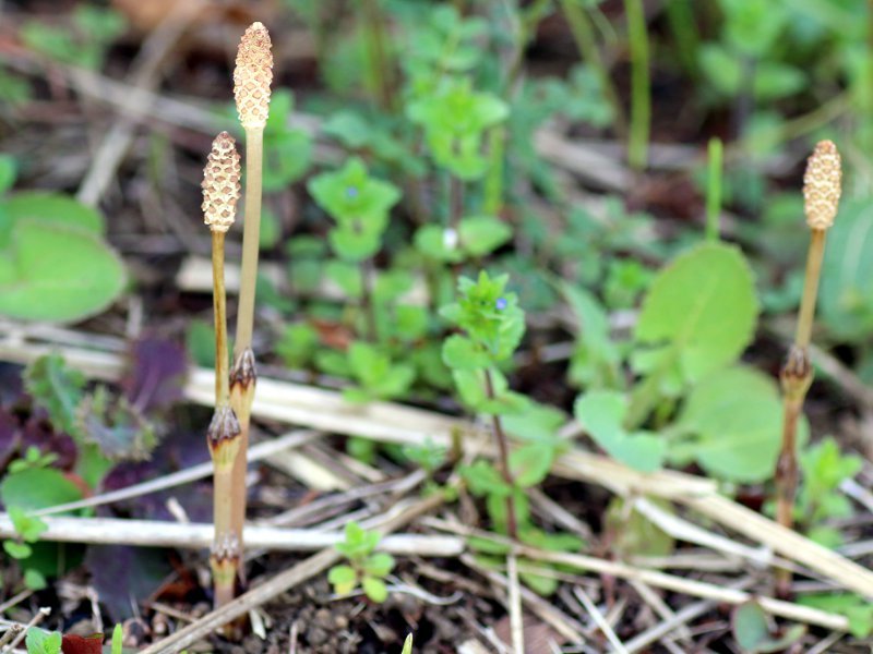 ツクシ Equisetum Arvense かぎけん花図鑑