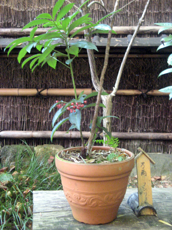 Ardisia crenata