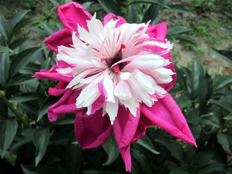 Chinese peony