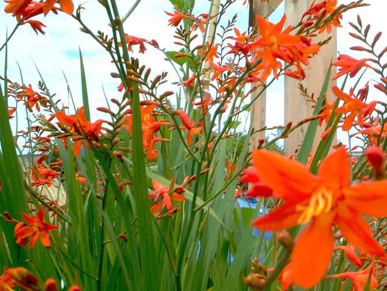 ヒメヒオウギズイセン Crocosmia X Crocosmiiflora かぎけん花図鑑