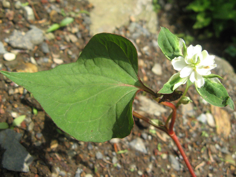 八重鱼腥草