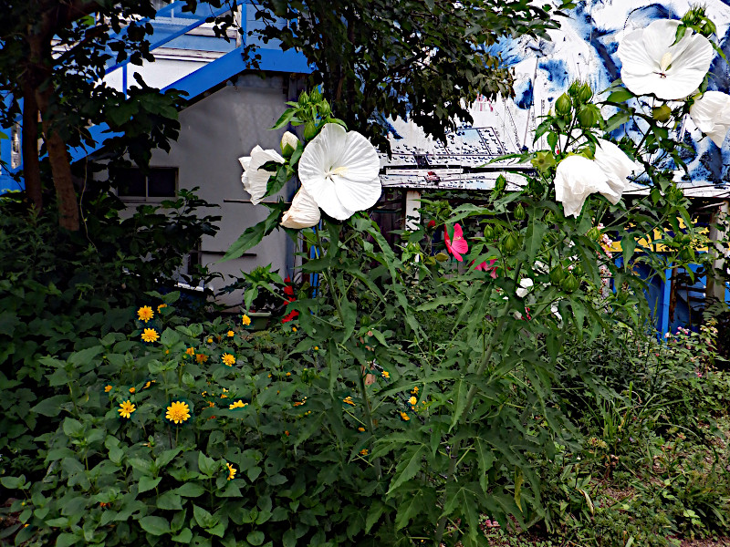 Hibiscus moscheutos