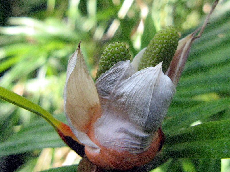 flowendanusring pandanus