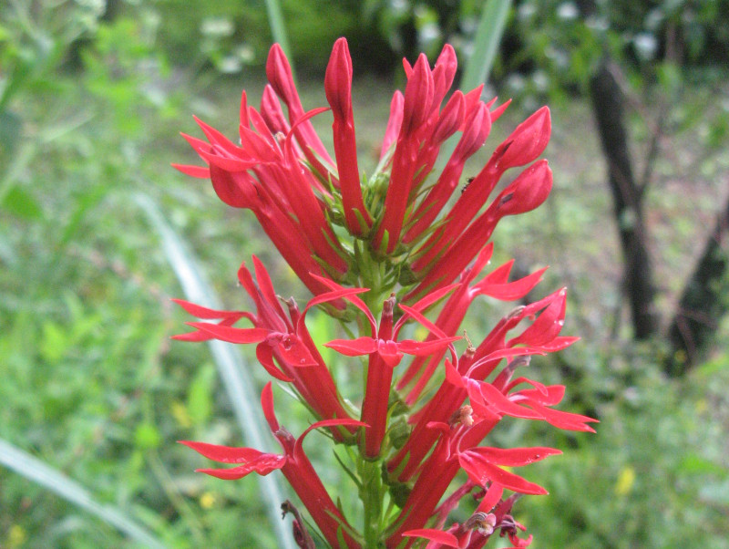 Lobelia cardinalis