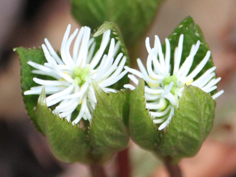 ヒトリシズカ Chloranthus Japonicus かぎけん花図鑑