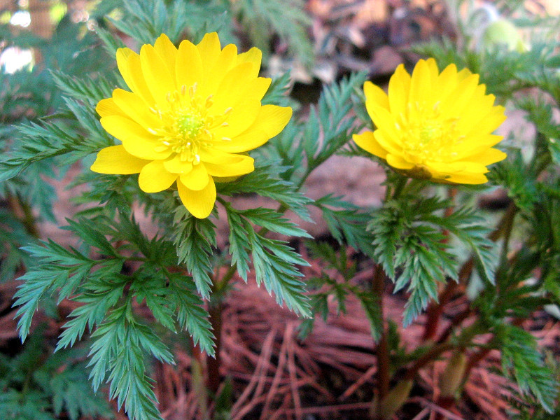 フクジュソウ Adonis Ramosa かぎけん花図鑑