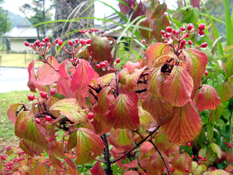 Viburnum dilatatum