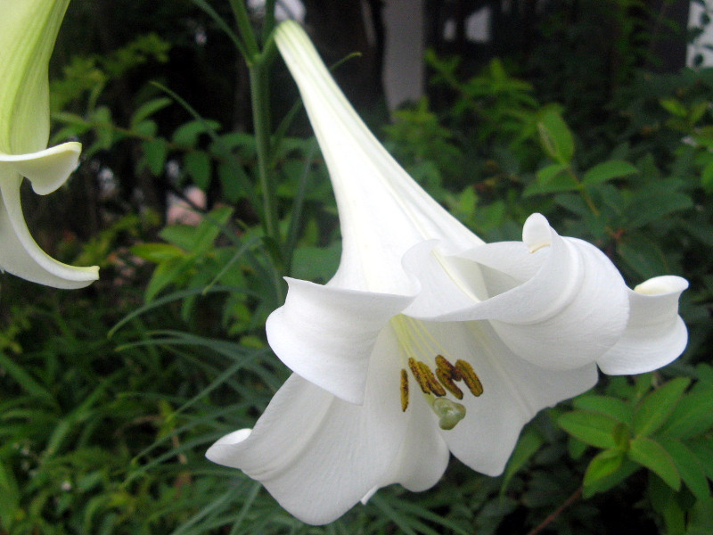 New Easter lilies