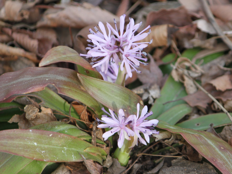 ショウジョウバカマ Heloniopsis Orientalis かぎけん花図鑑