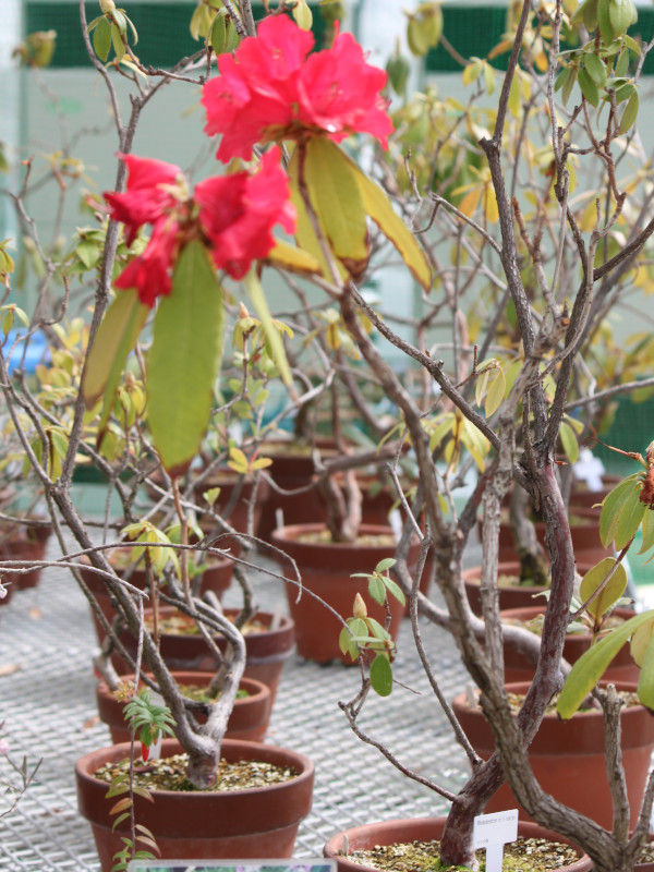 Rhododendron arborenum