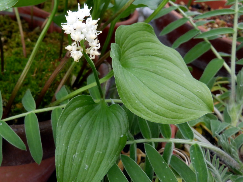 富8.鶴が空を舞うような🌼舞鶴草【富山県中央植物園】