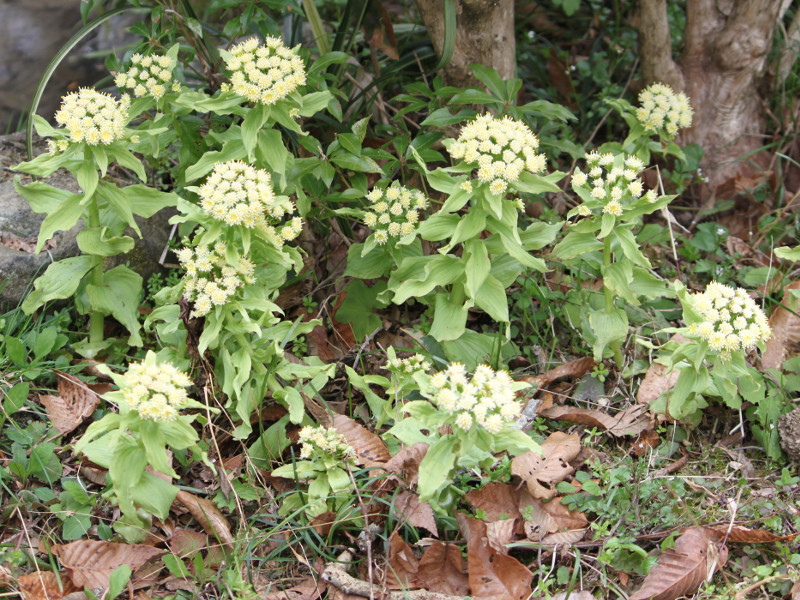 フキ Petasites Japonicus かぎけん花図鑑