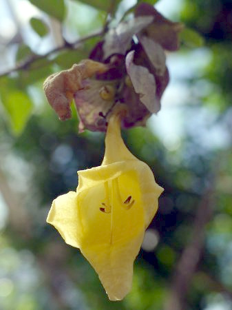 Gmelina hystrix