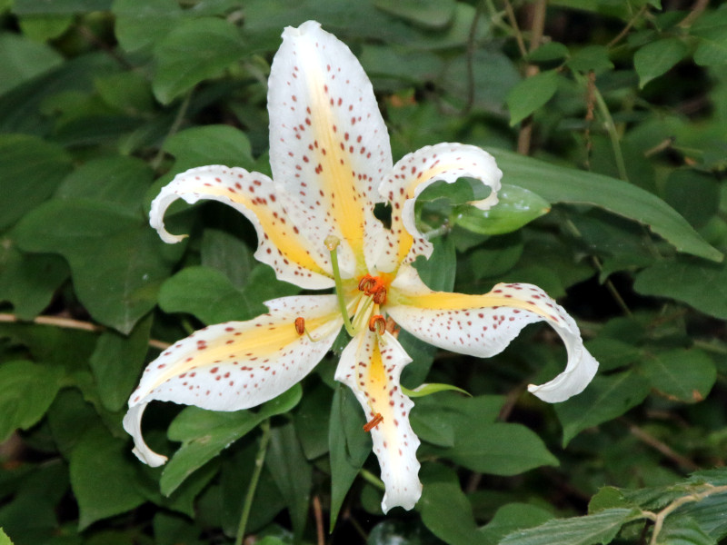 Golden-banded lily