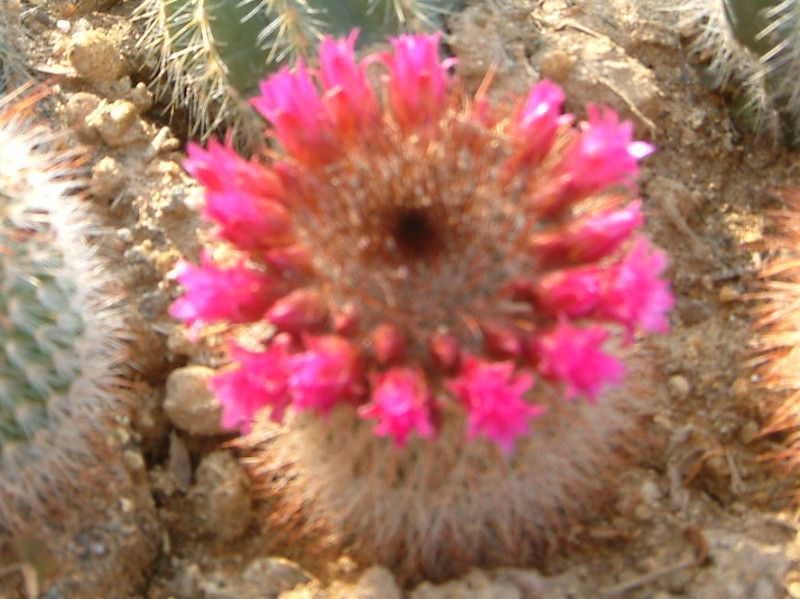 Mammillaria carmenae