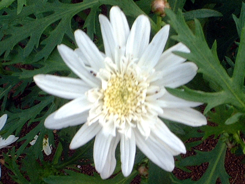 マーガレット Argyranthemum Frutescens かぎけん花図鑑