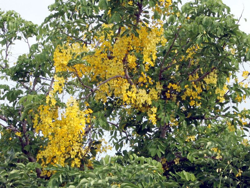 ゴールデンシャワーツリー Cassia Fistula かぎけん花図鑑