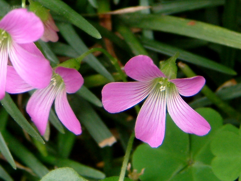 Violet wood-sorrel