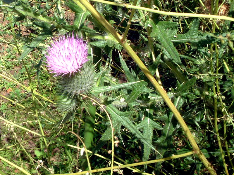 Cirsium vulgare