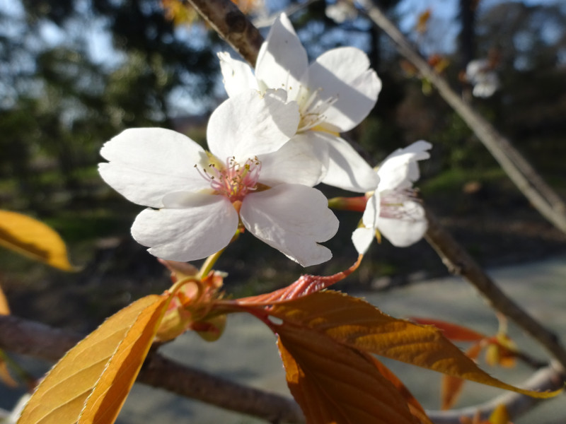 不断桜 