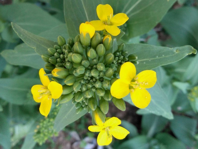 チンゲンサイ Brassica Chinensis L かぎけん花図鑑