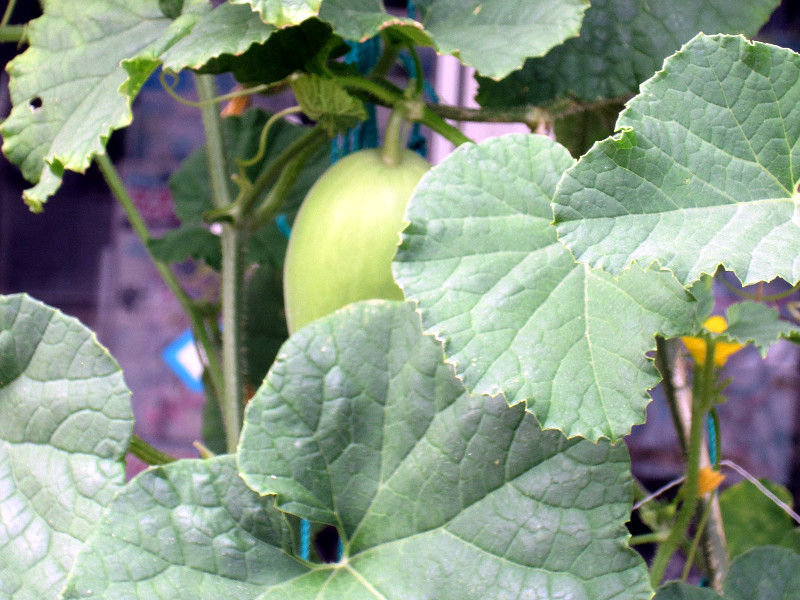 Cucumis makuwa