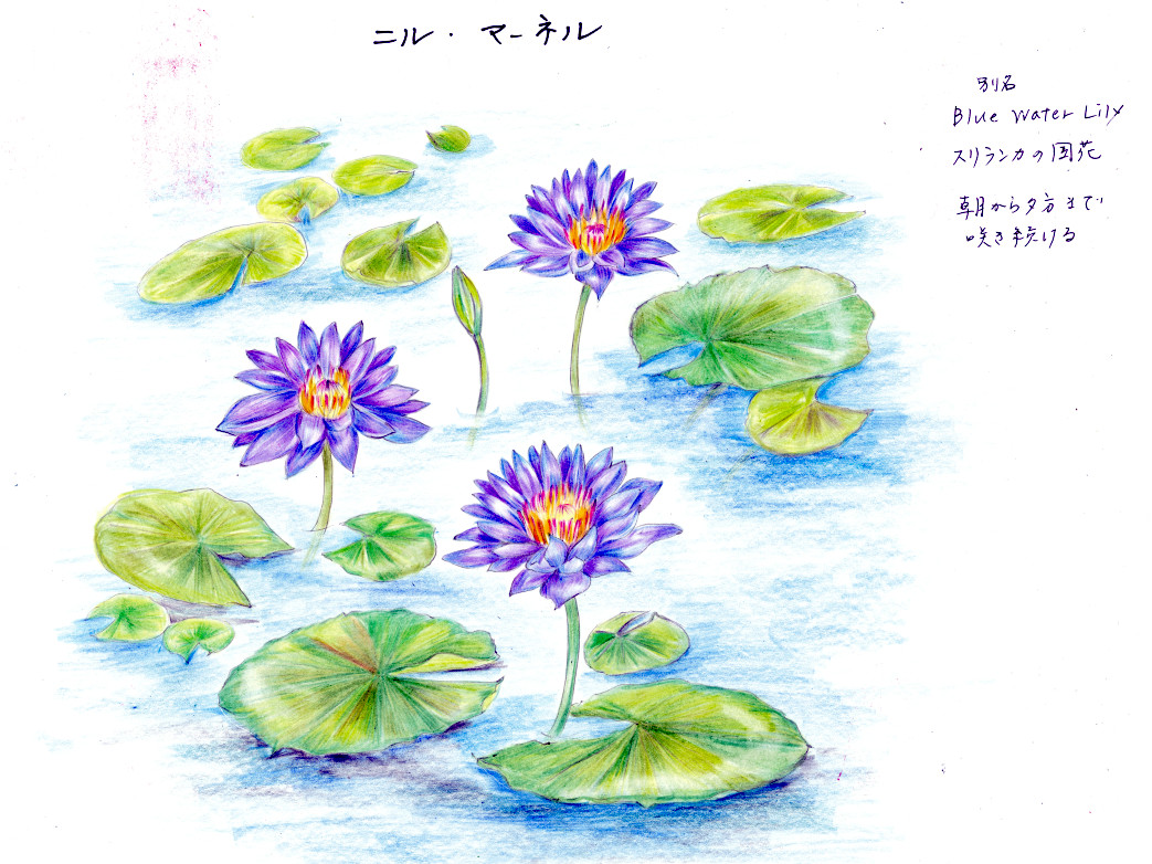 世界の国花 LK スリランカ