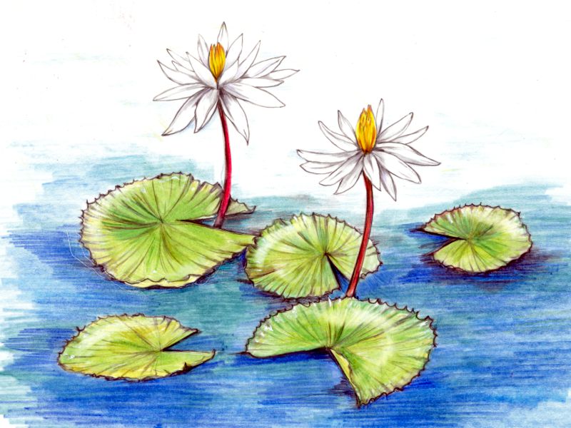 Nymphaea pubescens