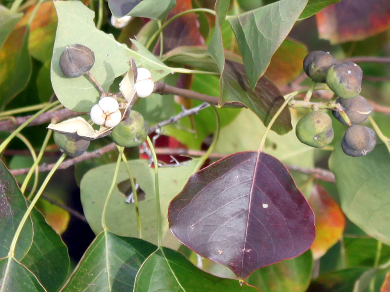 ナンキンハゼ Triadica Sebifera かぎけん花図鑑