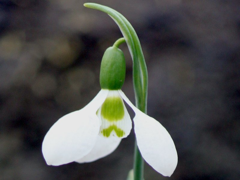 スノードロップ Galanthus Nivalis かぎけん花図鑑