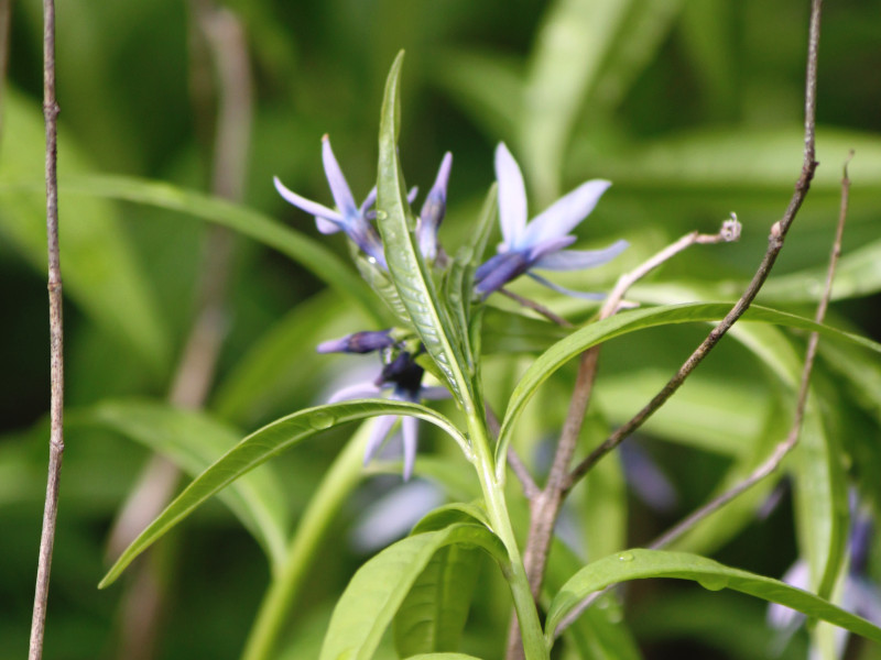 水甘草 Amsonia Elliptica 科技研花图画书