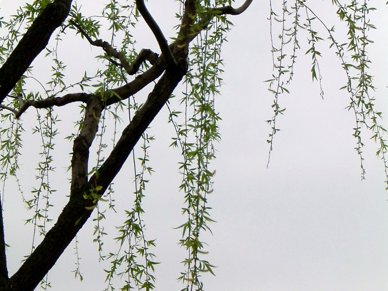 Weeping Willow