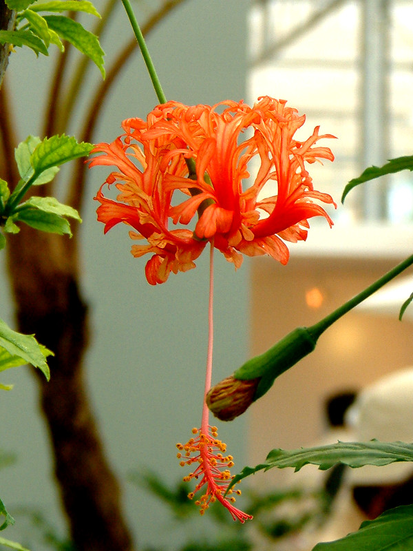 Hibiscus schizopetalus