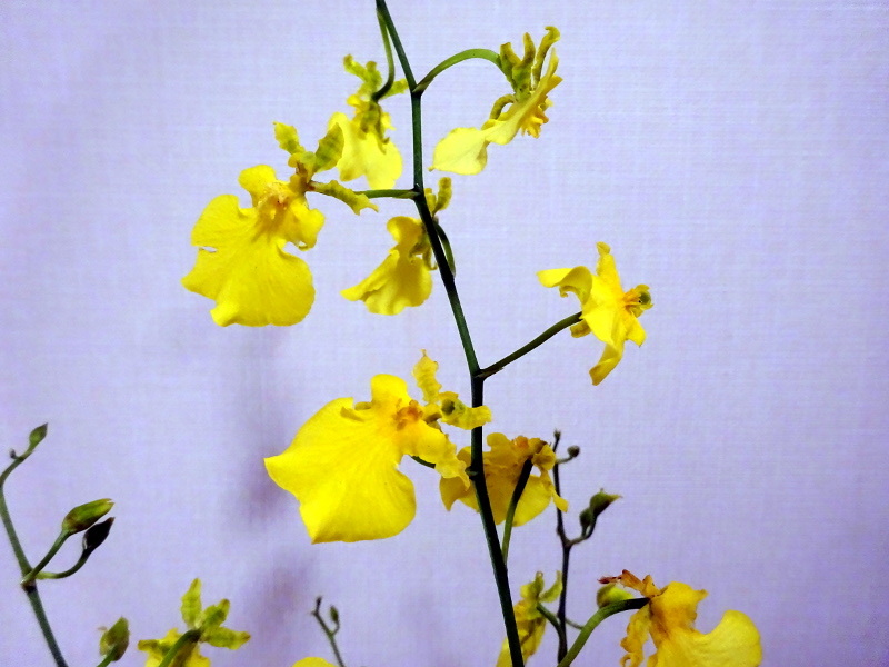 オンシジューム Oncidium Hybrids かぎけん花図鑑