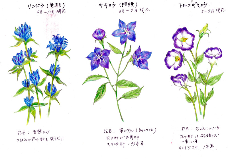 キキョウ | Platycodon grandiflorus | かぎけん花図鑑