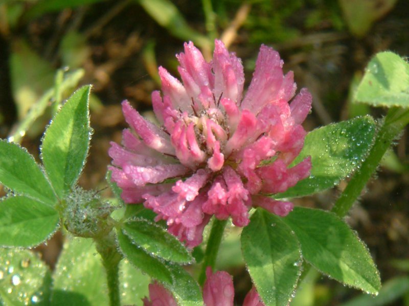 Red clover