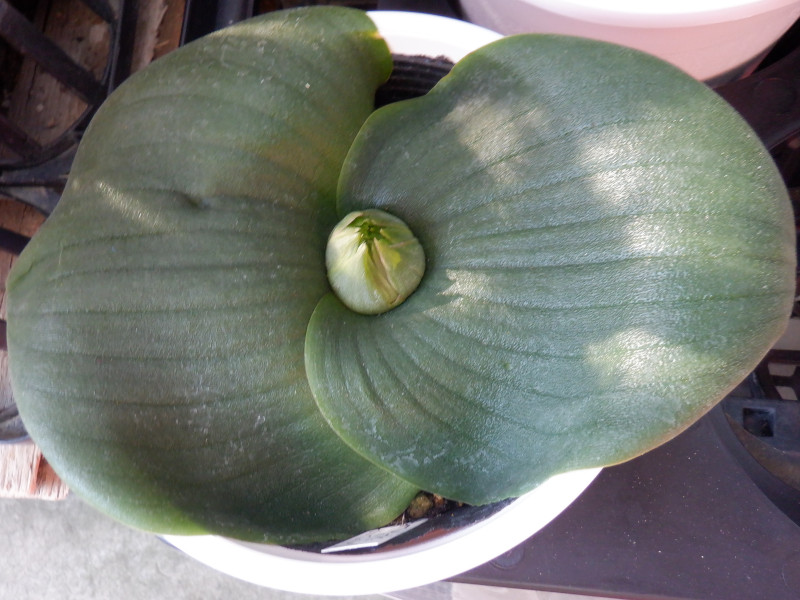 Massonia  longipes