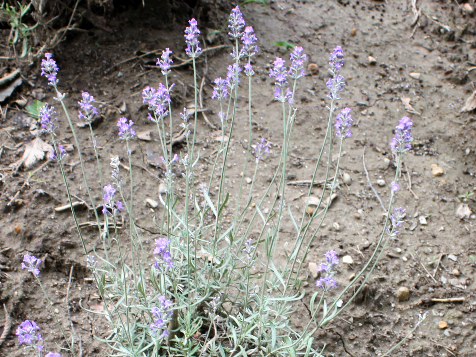 イングリッシュラベンダー Lavandula Angustifolia かぎけん花図鑑