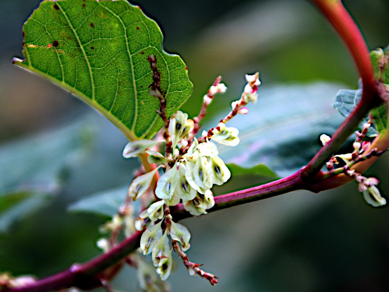 Japanese knotweed