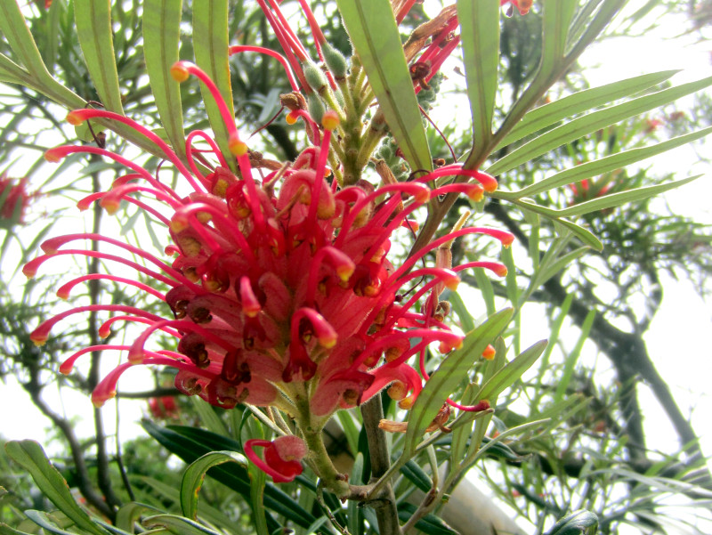 Grevillea banksii