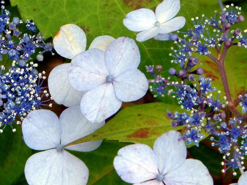 Hydrangea Macrophylla Hydrangea Macrophylla Flower Database