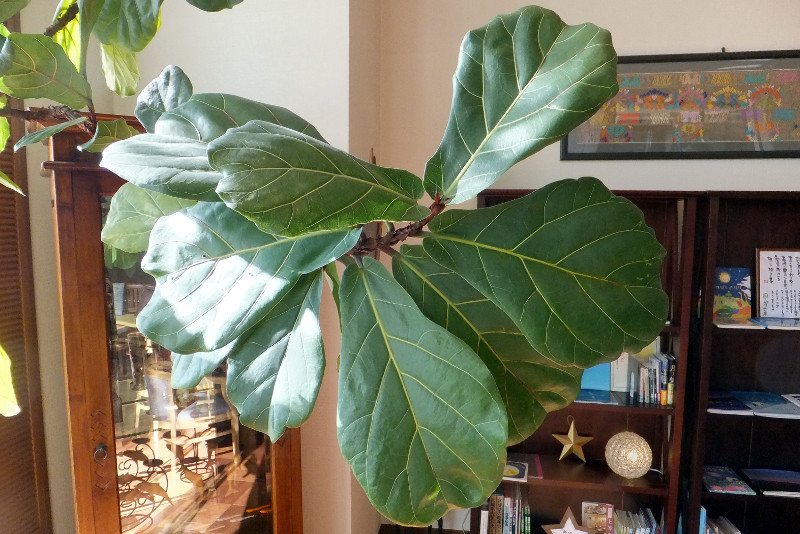 Ficus lyrata